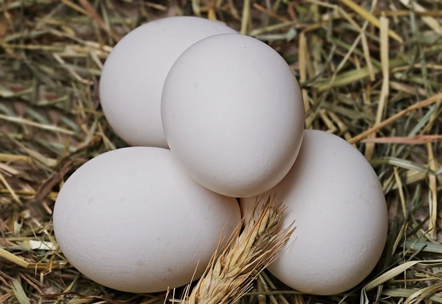 Eggs for Bladder Health